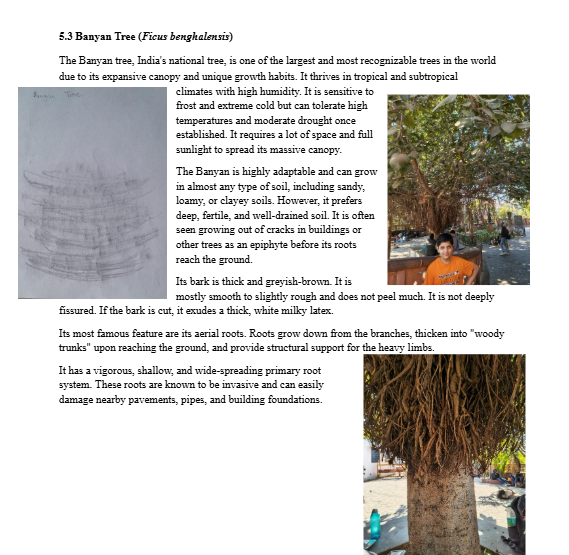 Mango Tree